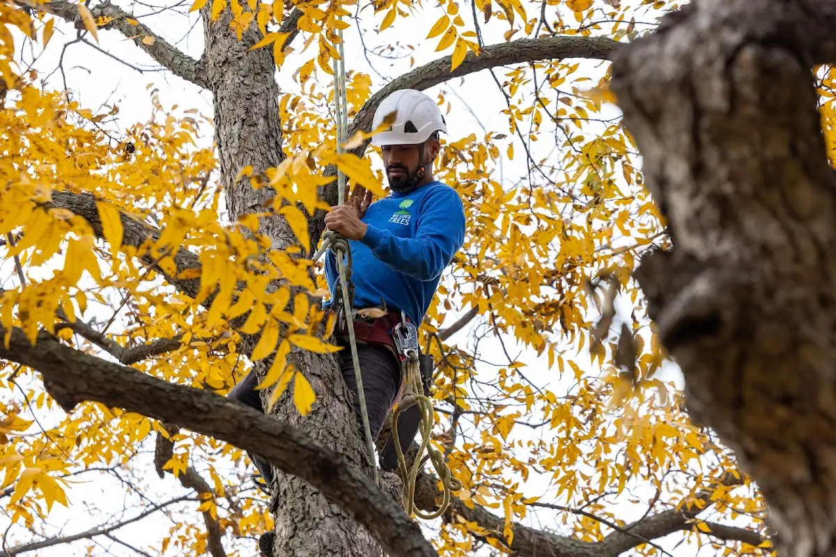 Skilled Tree Pruning crew working in Bozrah